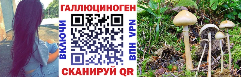 Галлюциногенные грибы Cubensis Судогда